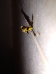 Mischocyttarus cerberus