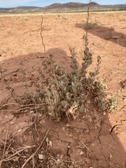 Atriplex obovata