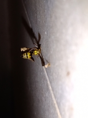 Mischocyttarus cerberus