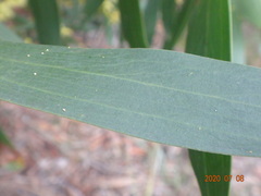 Juliflorae