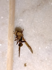 Mischocyttarus cerberus