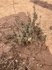 Atriplex obovata