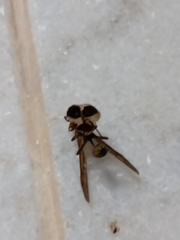 Mischocyttarus cerberus