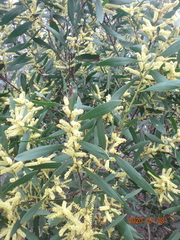 Juliflorae