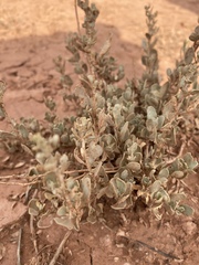 Atriplex obovata
