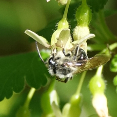 Melandrena