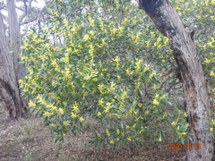 Juliflorae