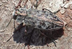 Chrysobothris scabripennis