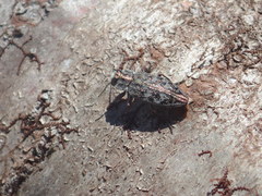 Chrysobothris scabripennis