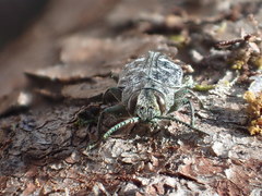 Chrysobothris scabripennis