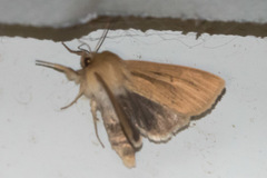 Mythimna yuconensis