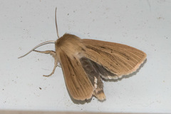 Mythimna yuconensis