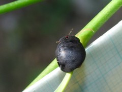 Calacta lugubris