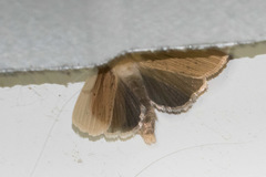 Mythimna yuconensis