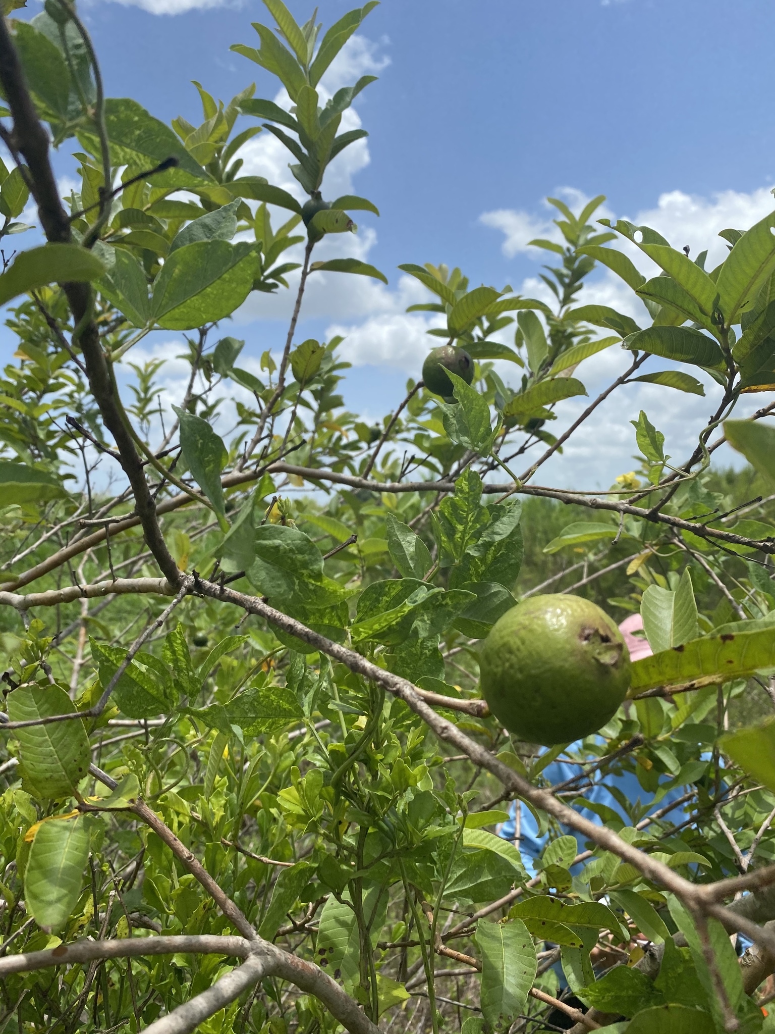 Псидиум гуайява (Psidium guajava): происхождение и применение — фото 2