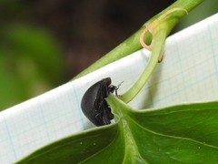 Calacta lugubris