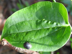 Calacta lugubris