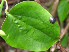 Calacta lugubris