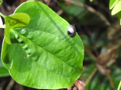 Calacta lugubris