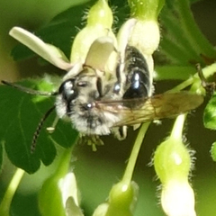 Melandrena