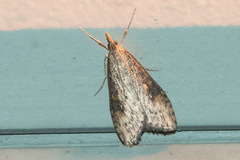 Udea itysalis