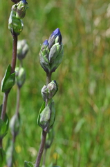 Gentiana sceptrum