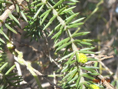 Acacia verticillata verticillata