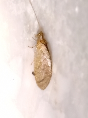Nusalala tessellata