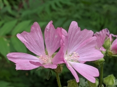 Malva thuringiaca