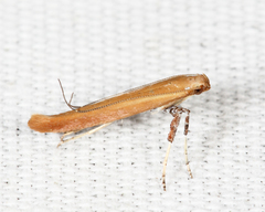 Caloptilia invariabilis