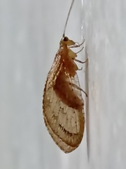 Nusalala tessellata