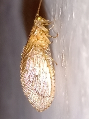 Nusalala tessellata