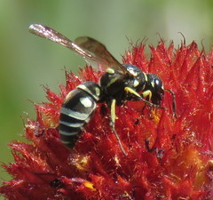 Stenodynerus anormis