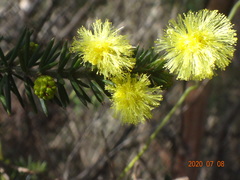 Acacia verticillata verticillata