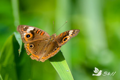 Junonia neildi varia