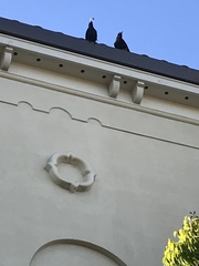 Corvus brachyrhynchos