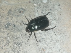 Paranomala cincta