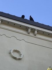 Corvus brachyrhynchos