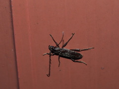 Elaphidion