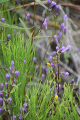Gentianella propinqua propinqua
