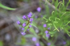 Gentianella propinqua propinqua