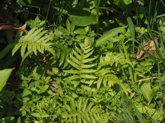 Christella parasitica