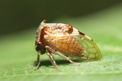 Stictocephala albescens