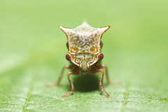 Stictocephala albescens