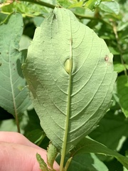 Neolasioptera impatientifolia