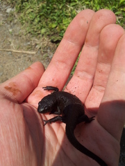 Cynops pyrrhogaster