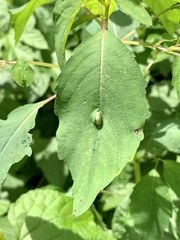 Neolasioptera impatientifolia