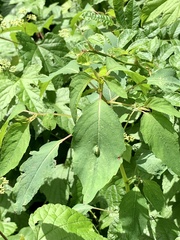 Neolasioptera impatientifolia