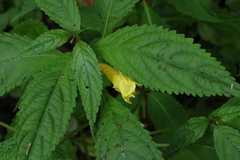 Impatiens tayemonii