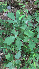 Stylophorum diphyllum